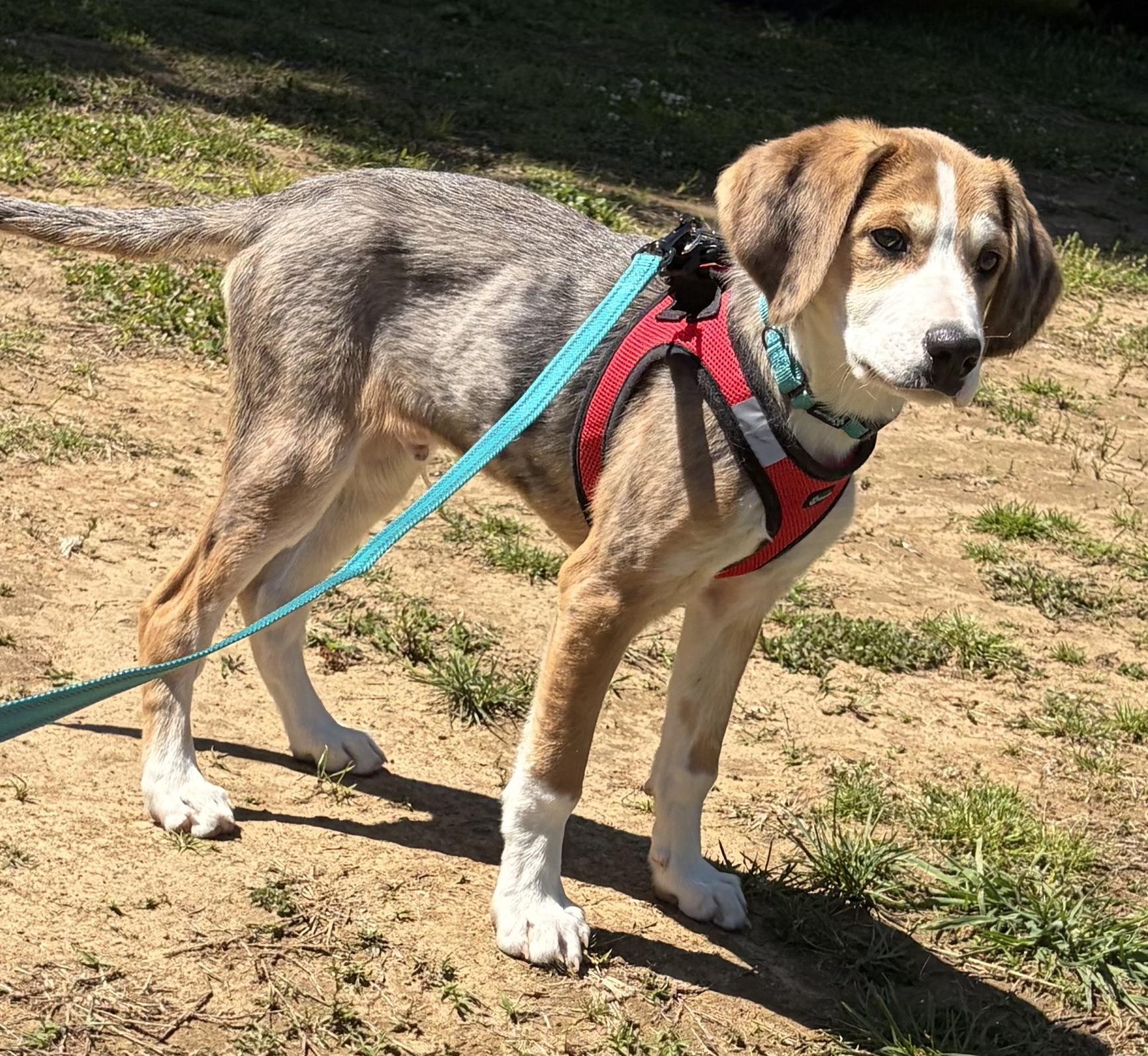 Scout, adopted, Puppy Male Hound.