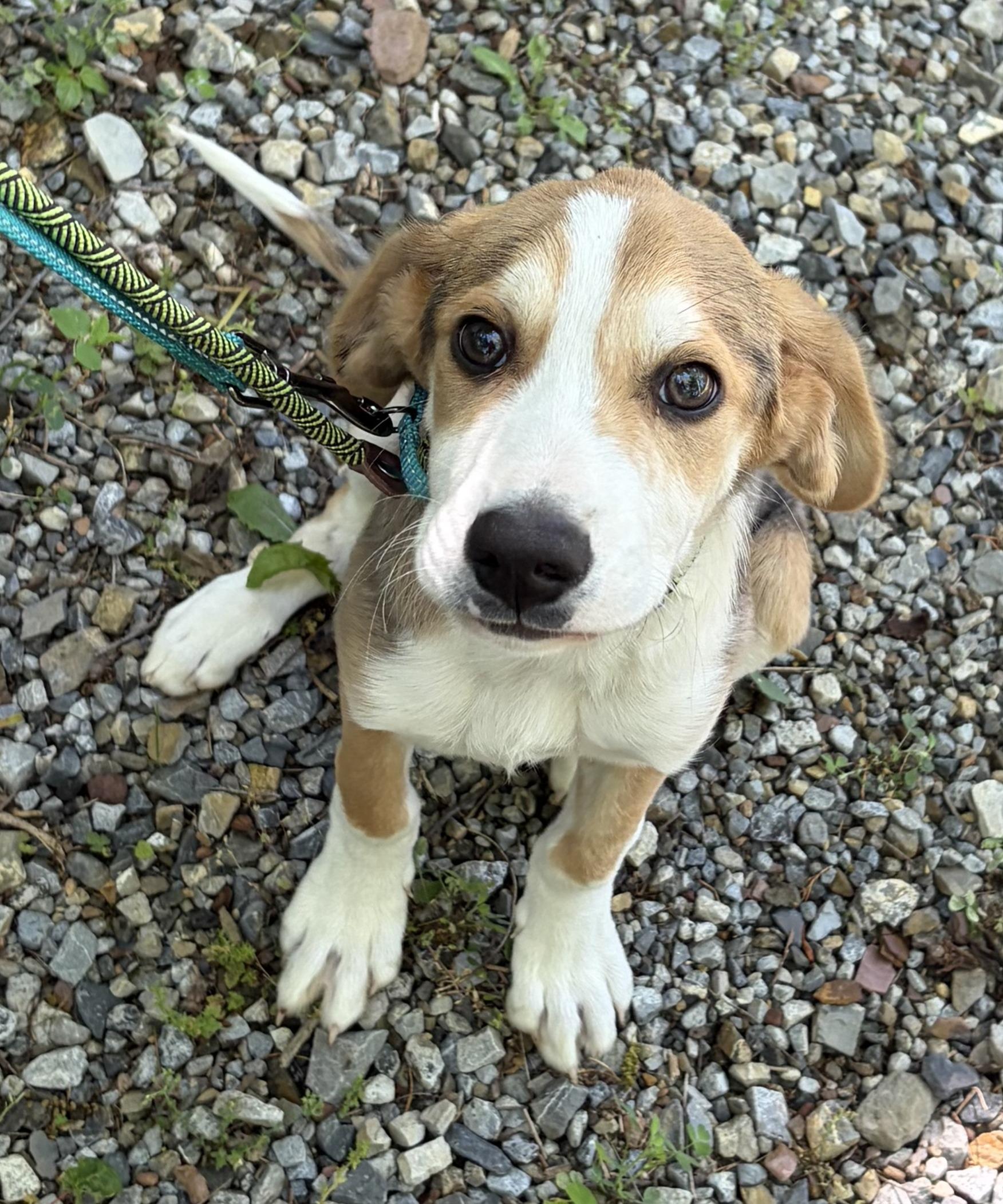 Enlarge Scout, an adopted mixed breed in Lexington, MA image 5/6