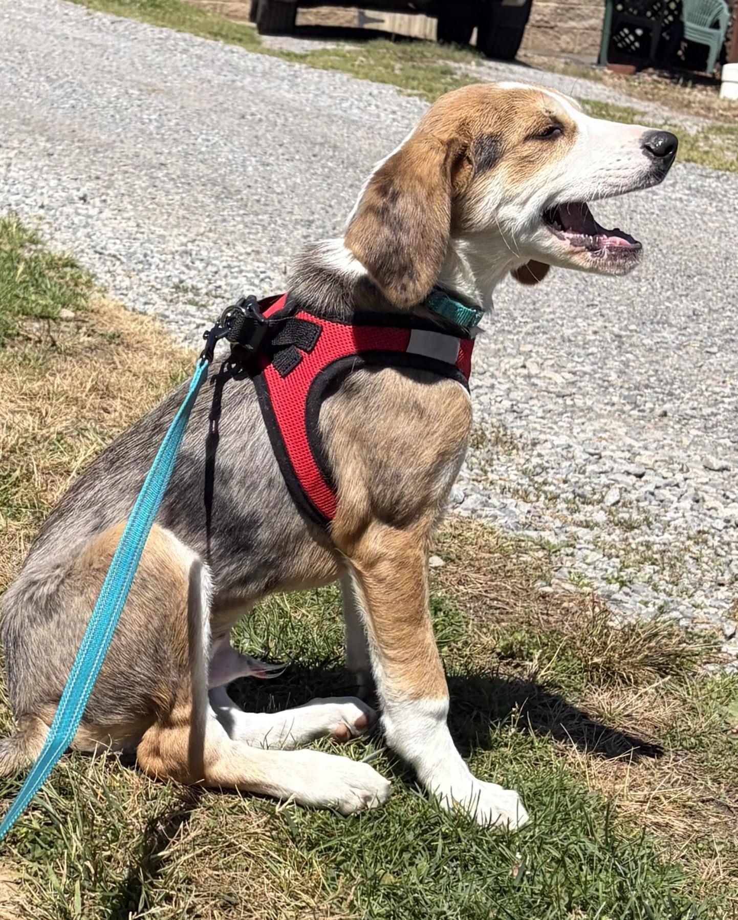 Enlarge Scout, an adopted mixed breed in Lexington, MA image 3/6