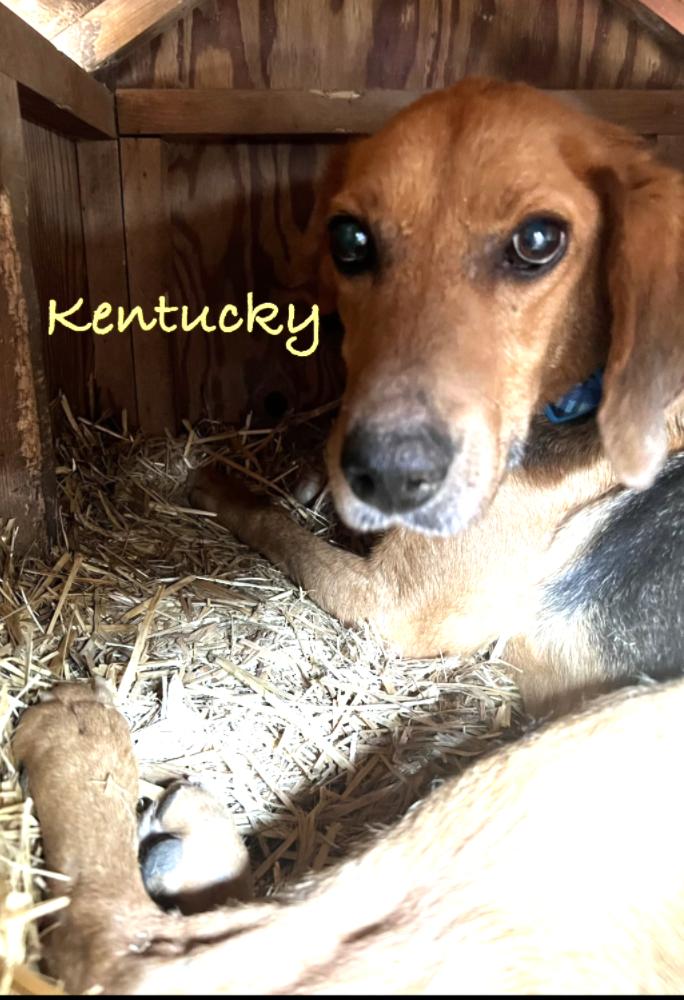 Enlarge Scout, an adopted mixed breed in Lexington, MA image 2/6