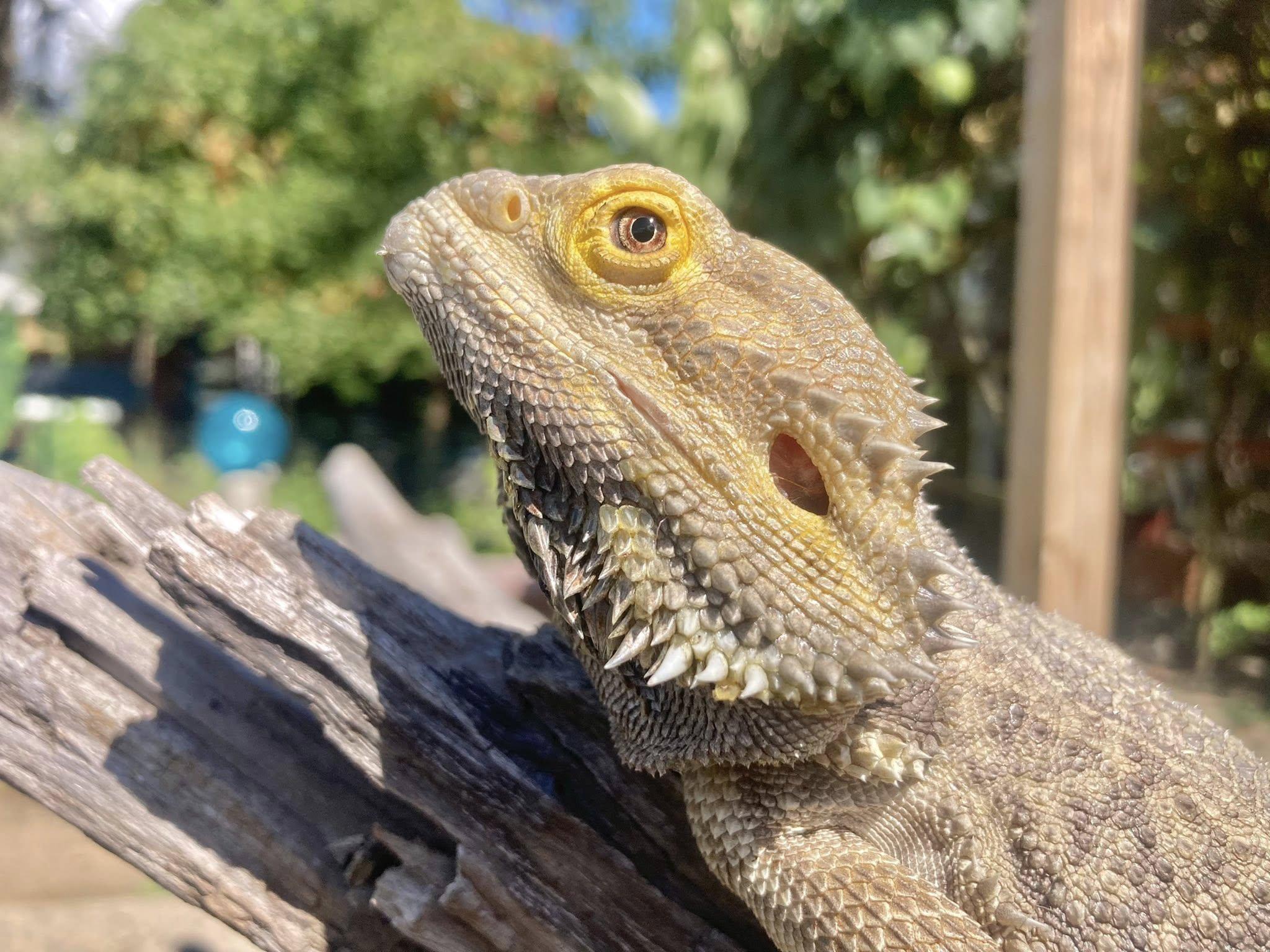 Enlarge Bubba K, a Adoptable Bearded Dragon in Palmerton, PA image 1/4