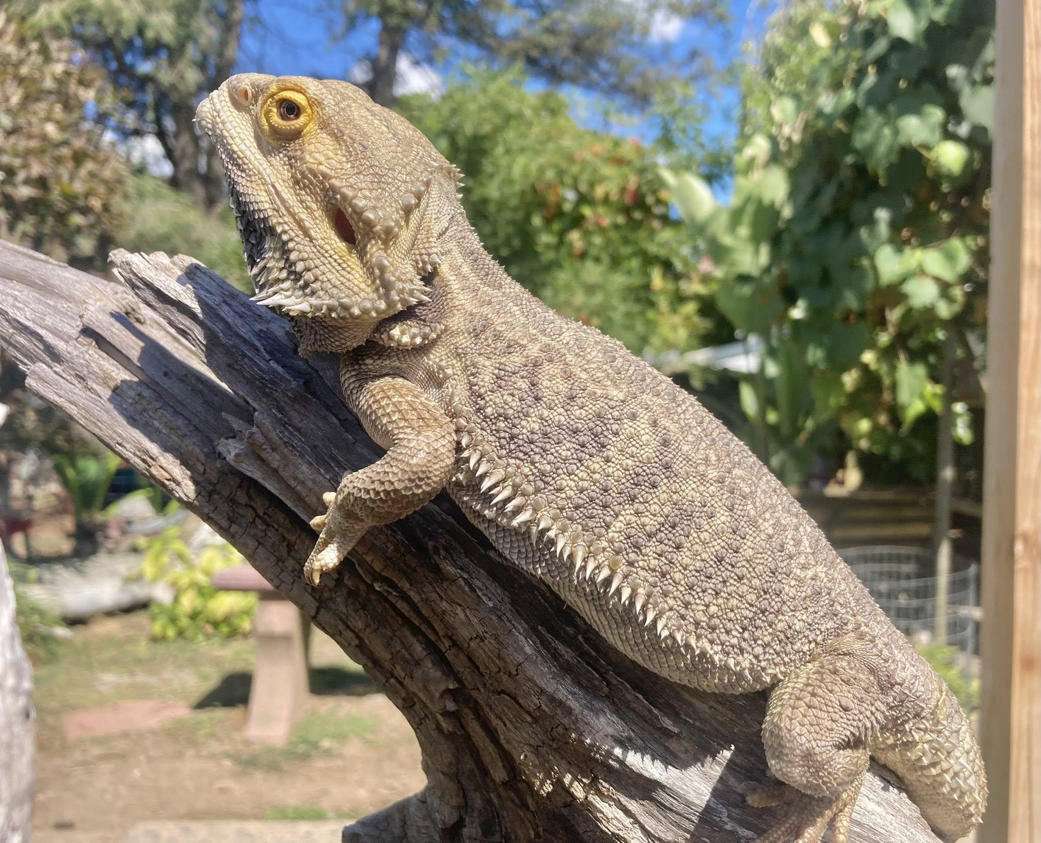 Enlarge Bubba K, a Adoptable Bearded Dragon in Palmerton, PA image 2/4