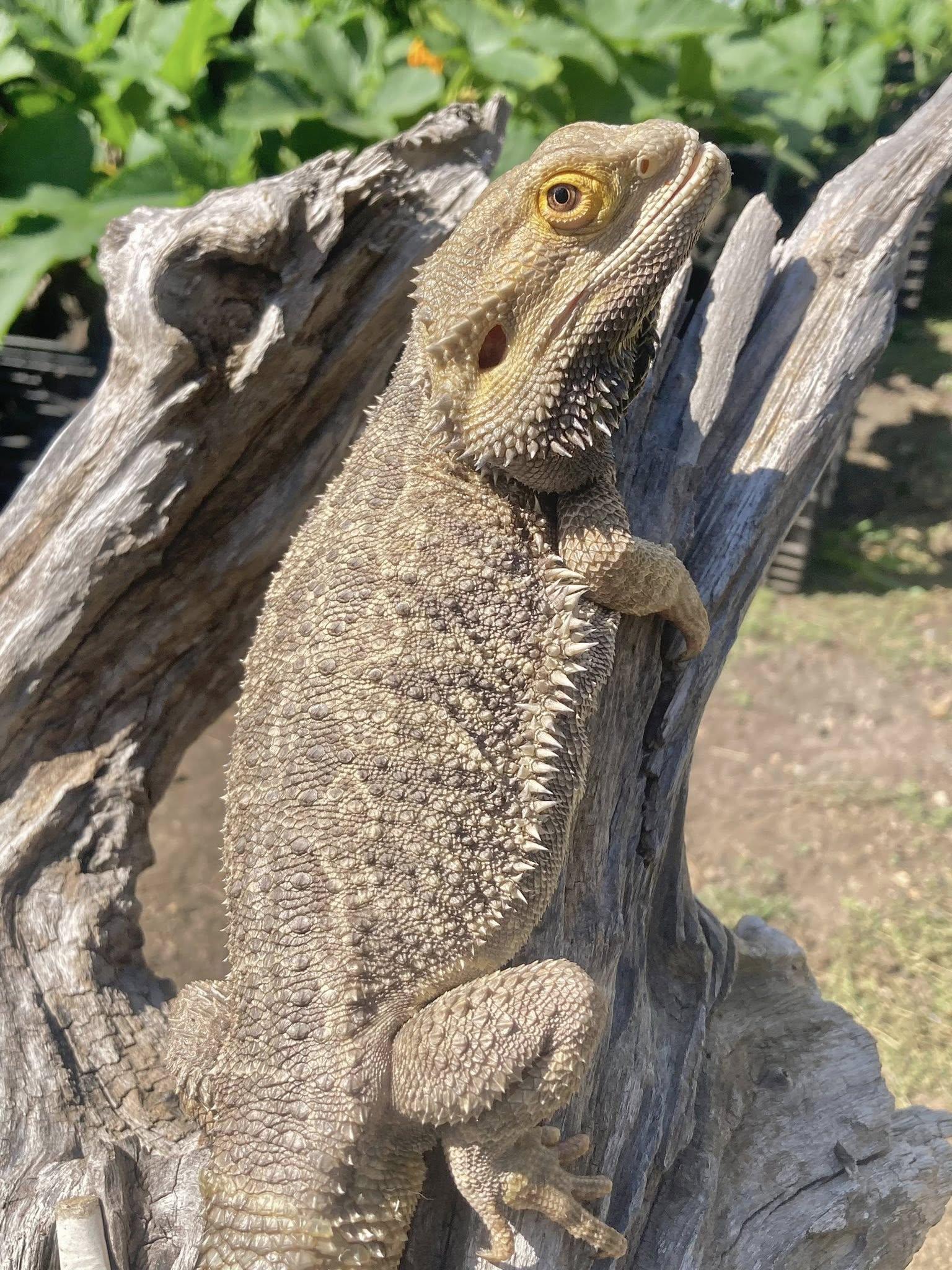 Enlarge Bubba K, a Adoptable Bearded Dragon in Palmerton, PA image 3/4