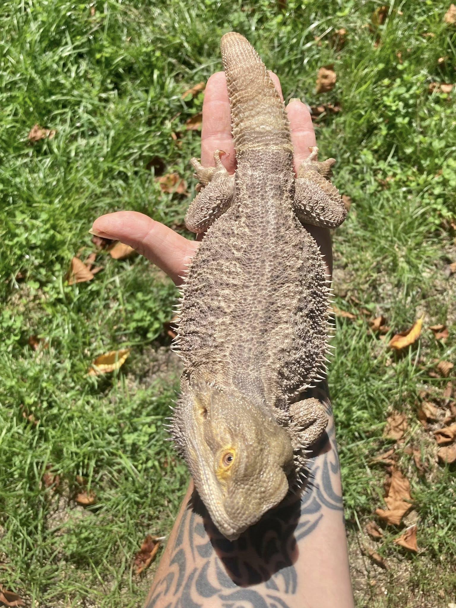 Enlarge Bubba K, a Adoptable Bearded Dragon in Palmerton, PA image 4/4