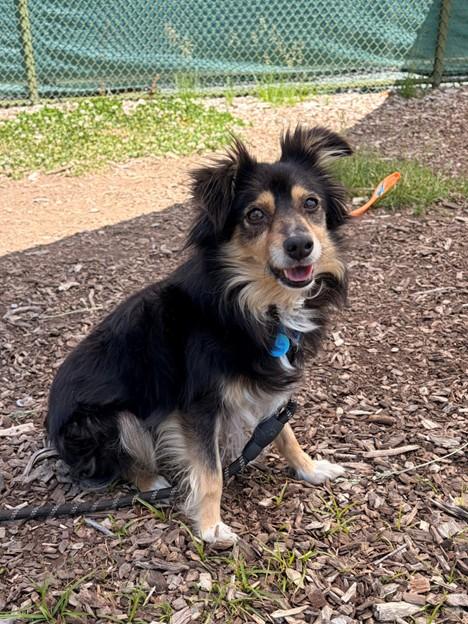 CRICKET, Adoptable, Adult Female Australian Shepherd & Mixed Breed.