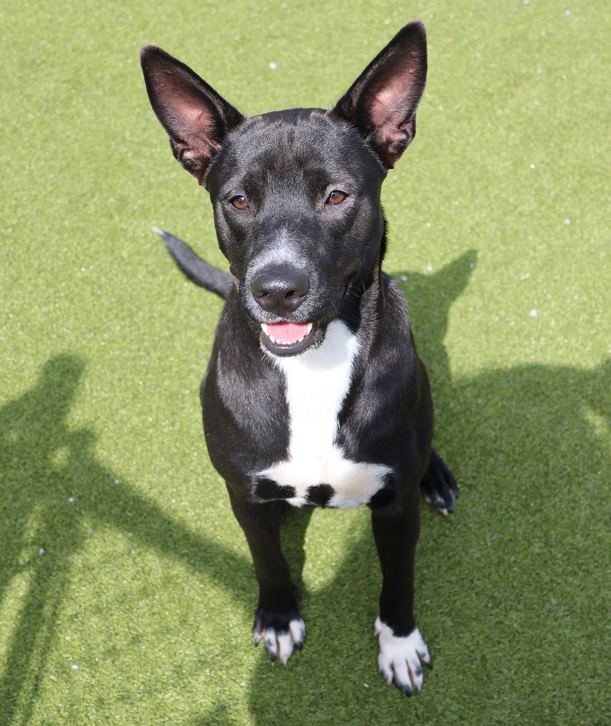 Enlarge Mambo, a ADOPTABLE mixed breed in Harrison, NY image 2/6
