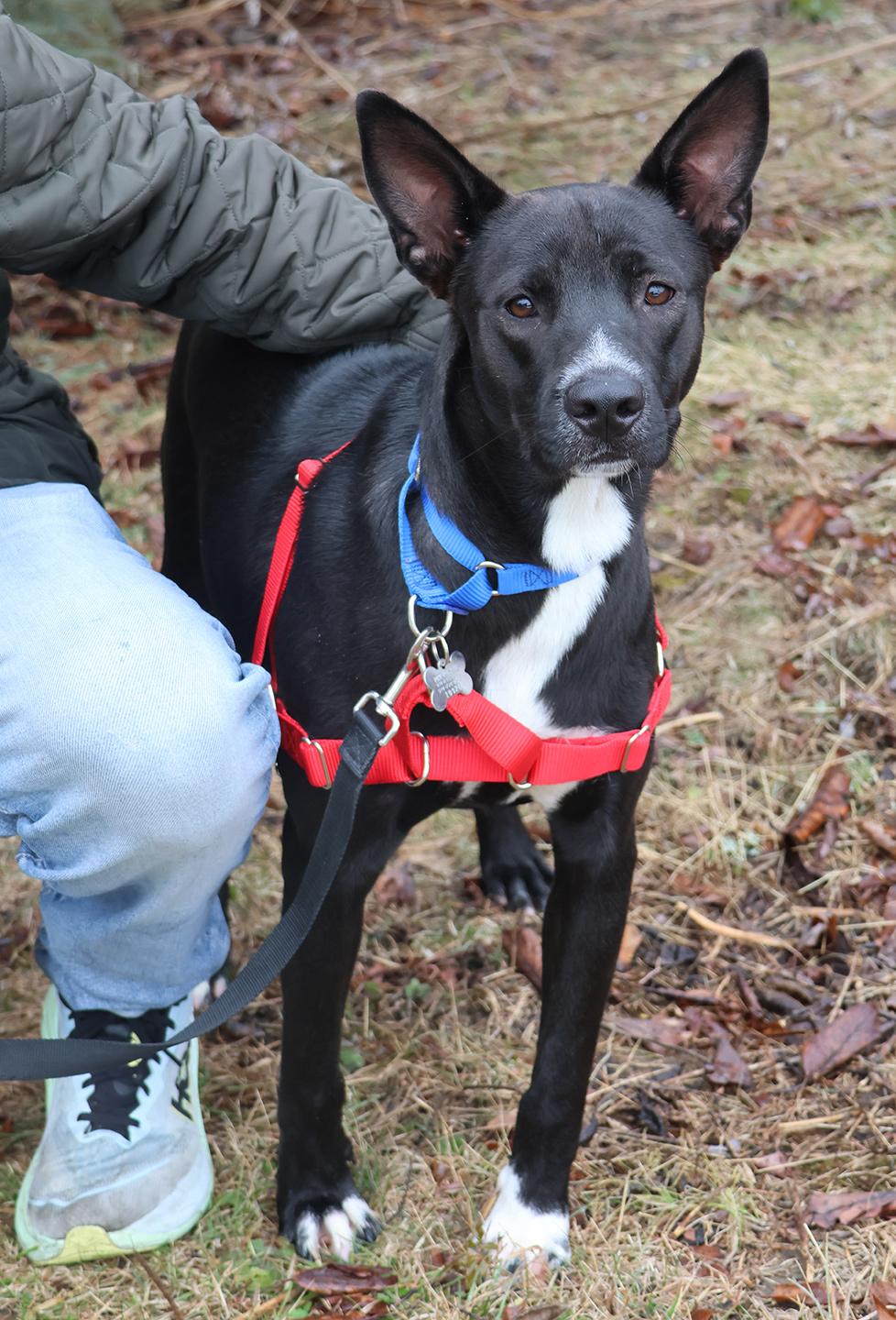 Enlarge Mambo, a ADOPTABLE mixed breed in Harrison, NY image 3/6