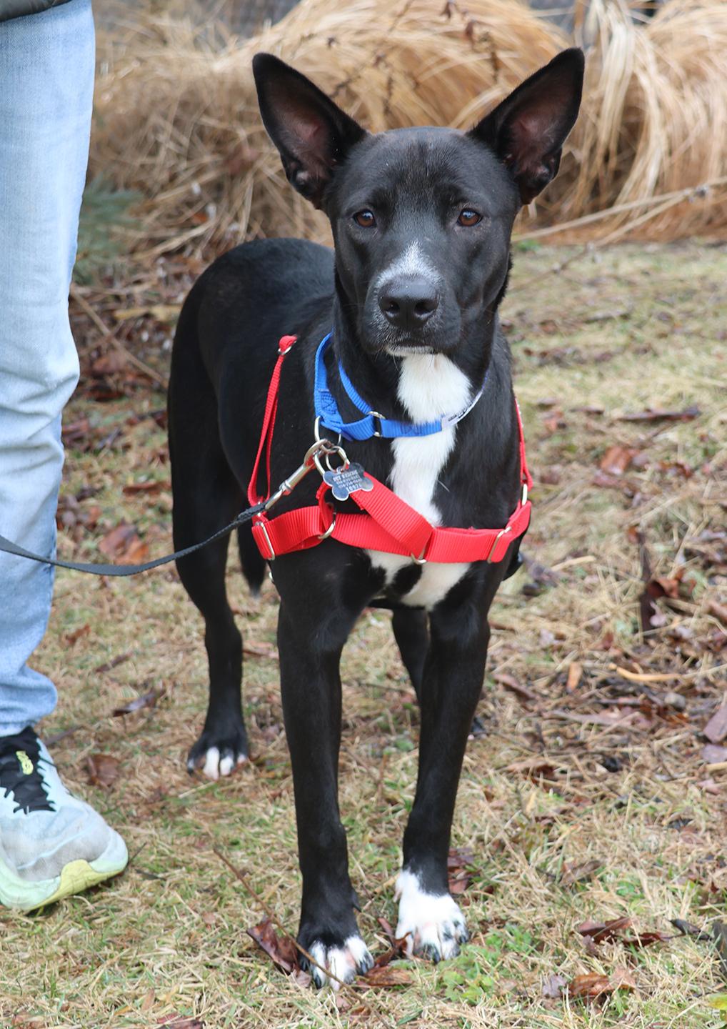 Enlarge Mambo, a ADOPTABLE mixed breed in Harrison, NY image 4/6