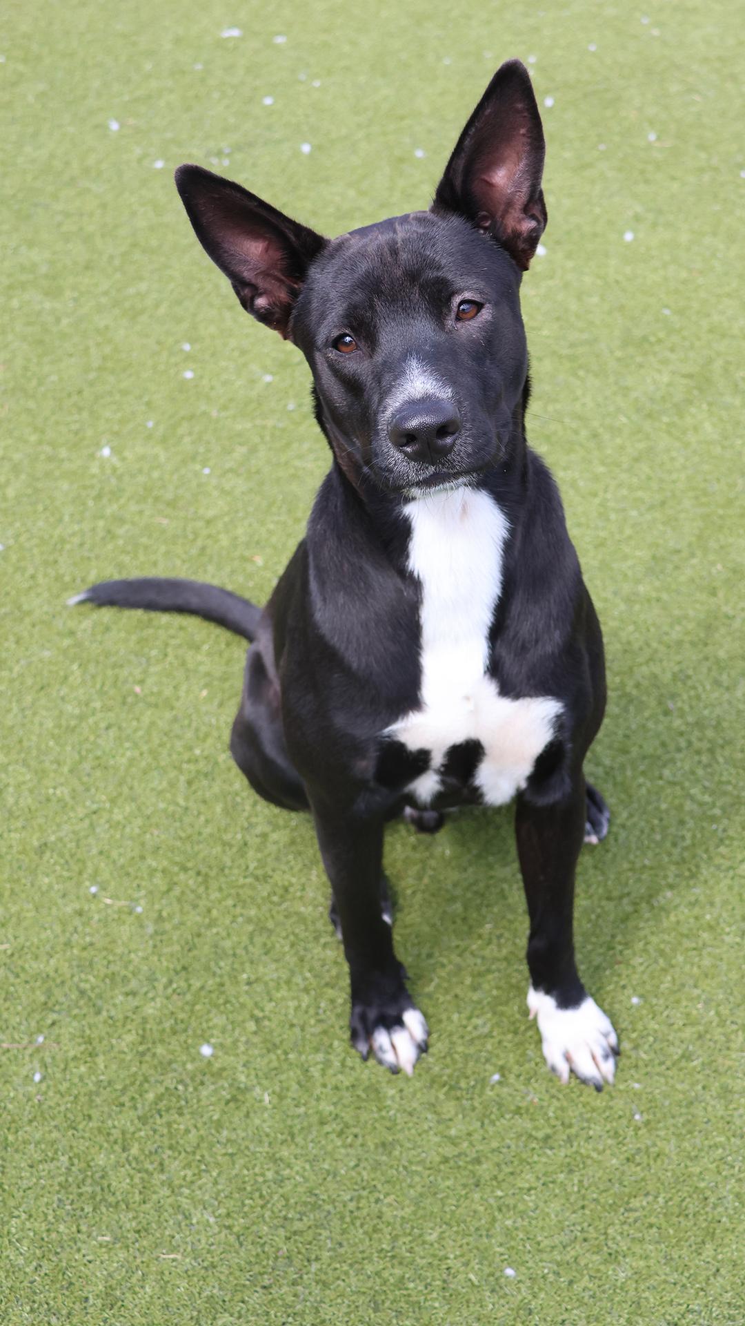 Mambo, ADOPTABLE, Young Male Labrador Retriever & Rat Terrier.