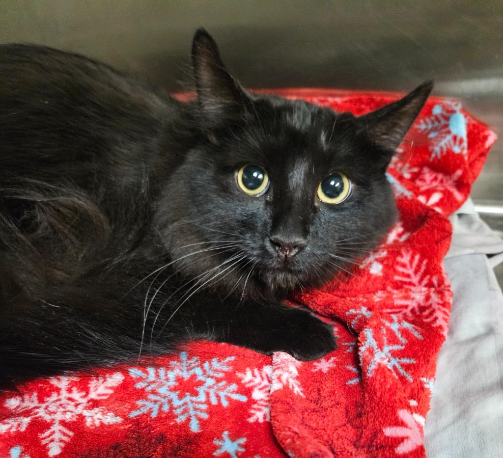 Fluffy, Adoptable, Young Male Domestic Long Hair.