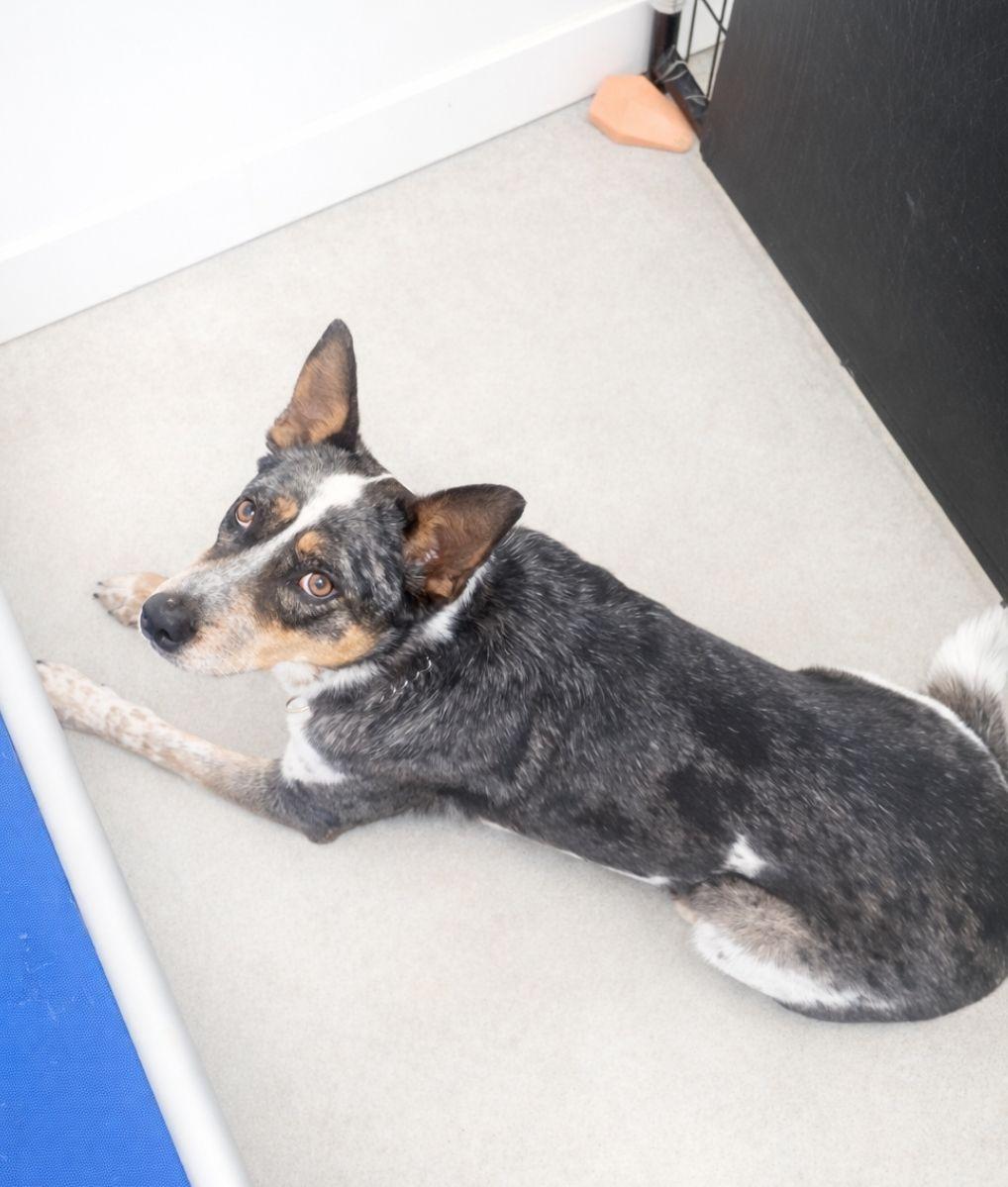 Enlarge Kobe, a ADOPTABLE mixed breed in Blue Earth, MN image 1/1