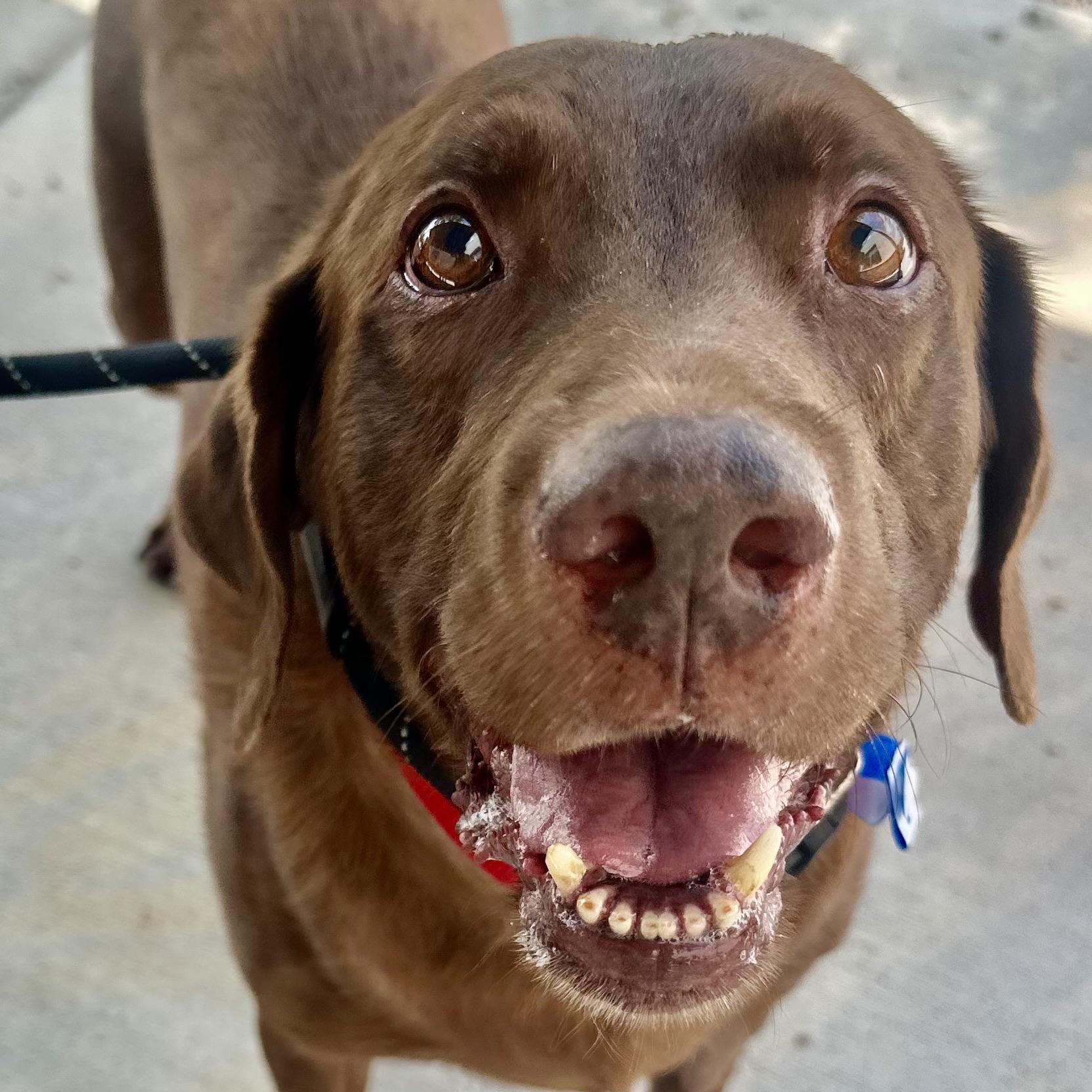 Gus in Colorado , a ADOPTABLE mixed breed in Boulder, CO image 4/6