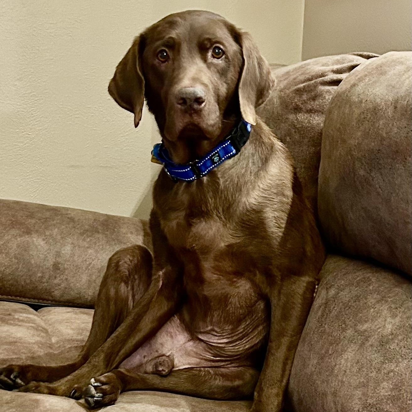 Gus in Colorado , a ADOPTABLE mixed breed in Boulder, CO image 1/6