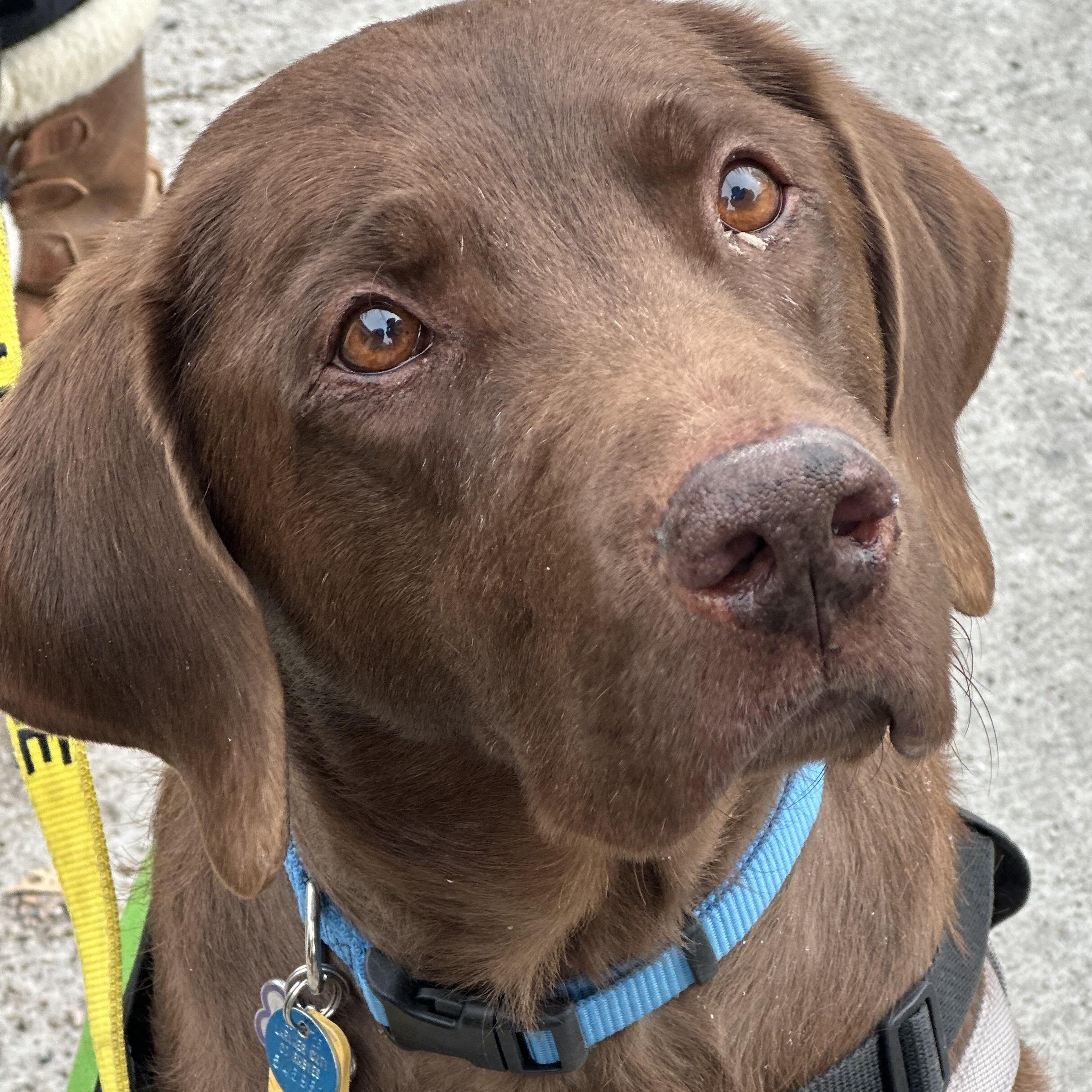 Gus in Colorado , a ADOPTABLE mixed breed in Boulder, CO image 2/6