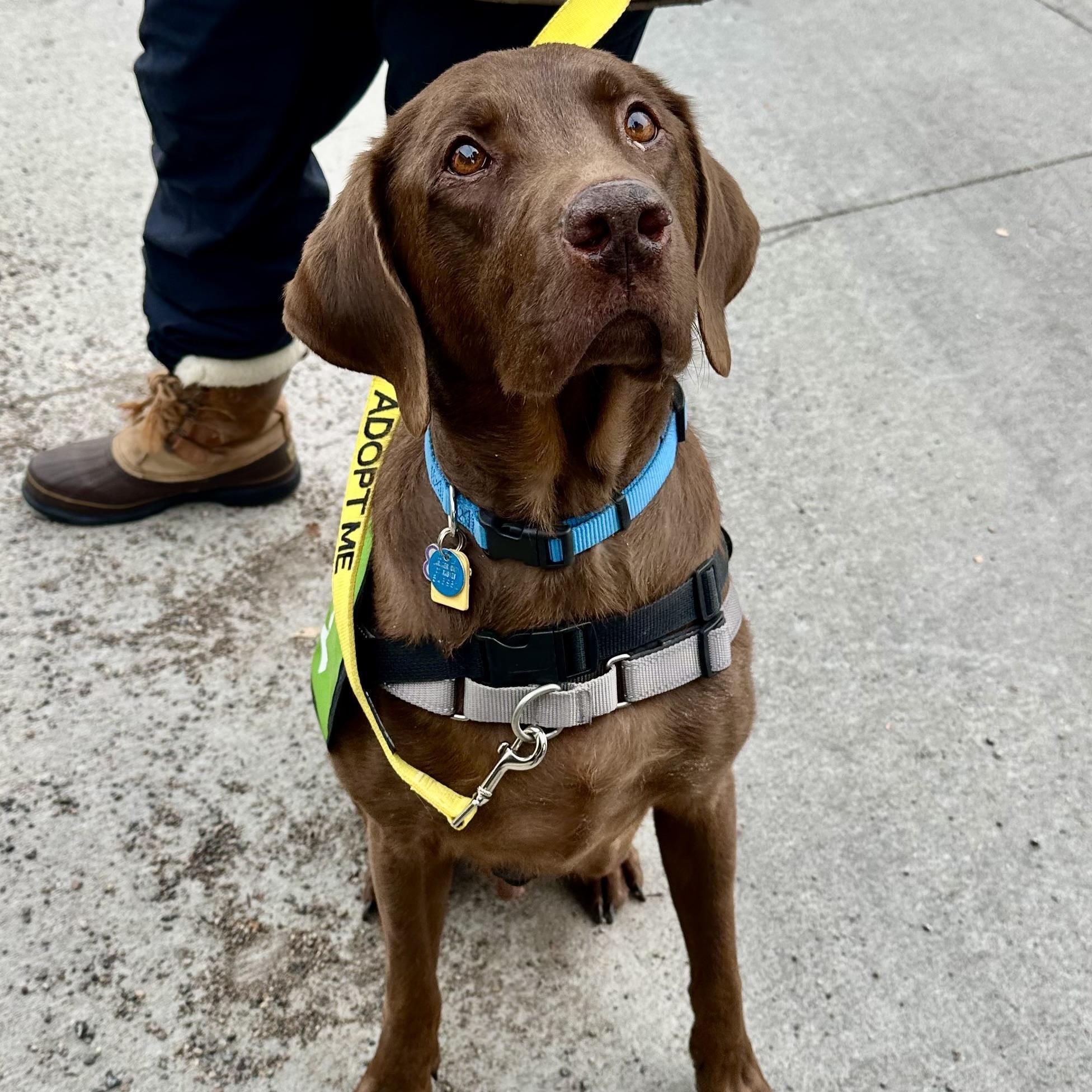 Gus in Colorado , a ADOPTABLE mixed breed in Boulder, CO image 5/6