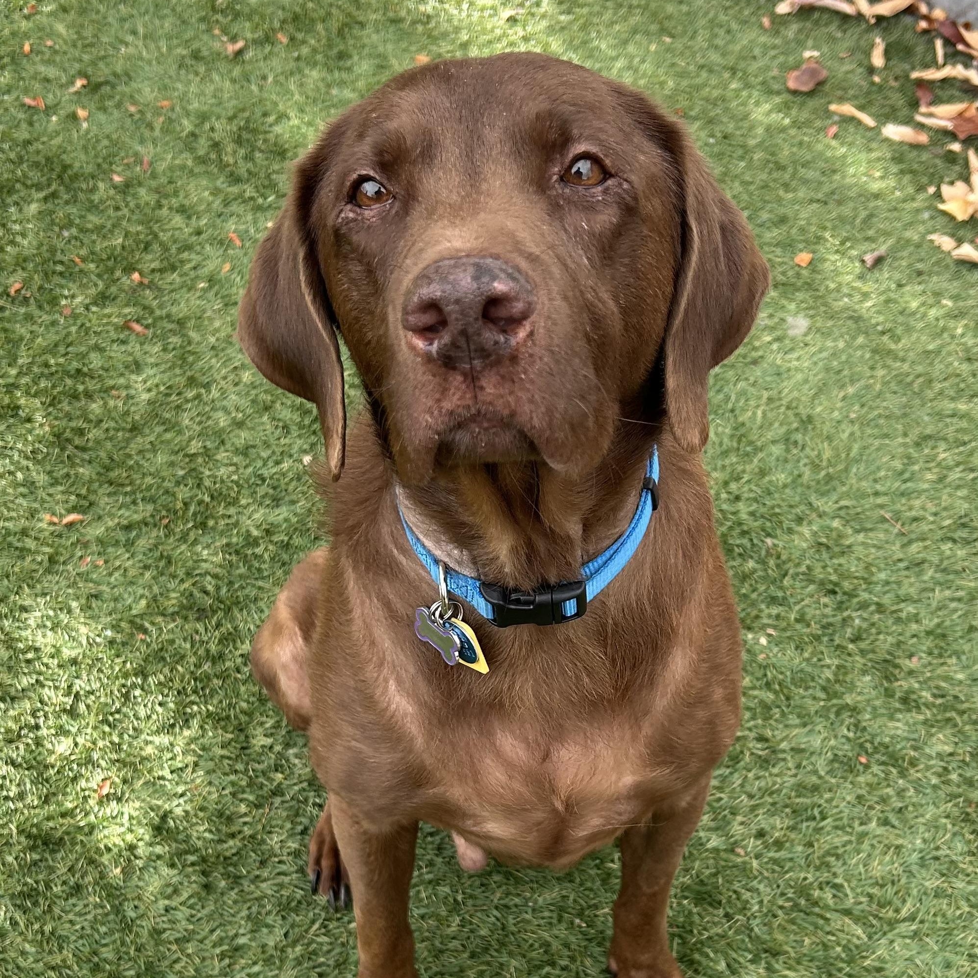 Gus in Colorado , a ADOPTABLE mixed breed in Boulder, CO image 6/6