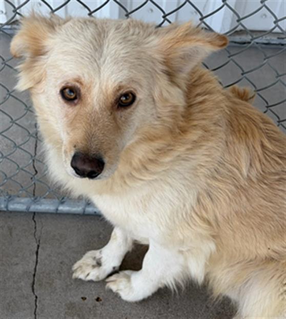 Enlarge Lobo -- URGENT!, an adopted Chihuahua in Thousand Oaks, CA image 1/1