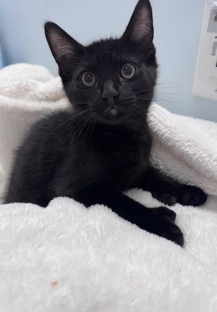 Lyonel, Adoptable, Kitten Male Domestic Short Hair.