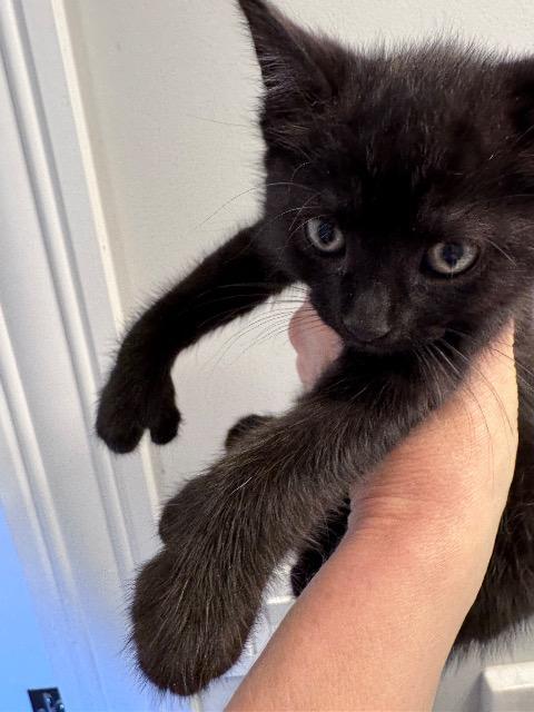 Enlarge Lyonel, a Adoptable mixed breed in Pawtucket, RI image 2/4