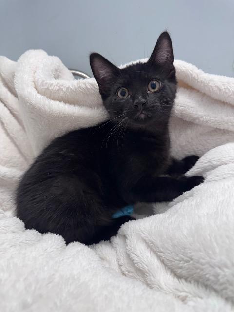 Enlarge Lyonel, a Adoptable mixed breed in Pawtucket, RI image 3/4