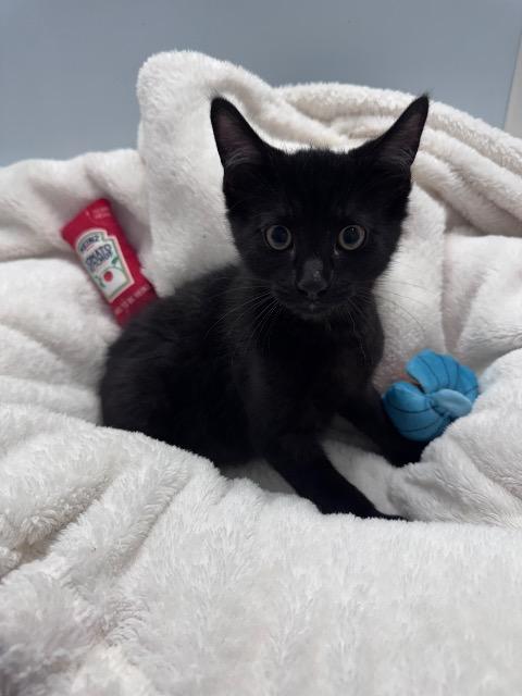 Enlarge Lyonel, a Adoptable mixed breed in Pawtucket, RI image 4/4