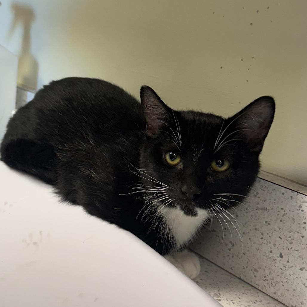 Enlarge That, a ADOPTABLE Domestic Short Hair in Kansas City, KS image 2/5