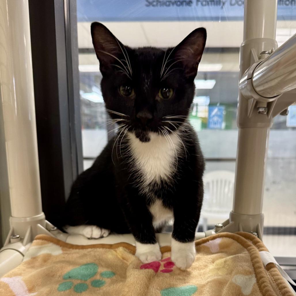 Enlarge That, a ADOPTABLE Domestic Short Hair in Kansas City, KS image 1/5