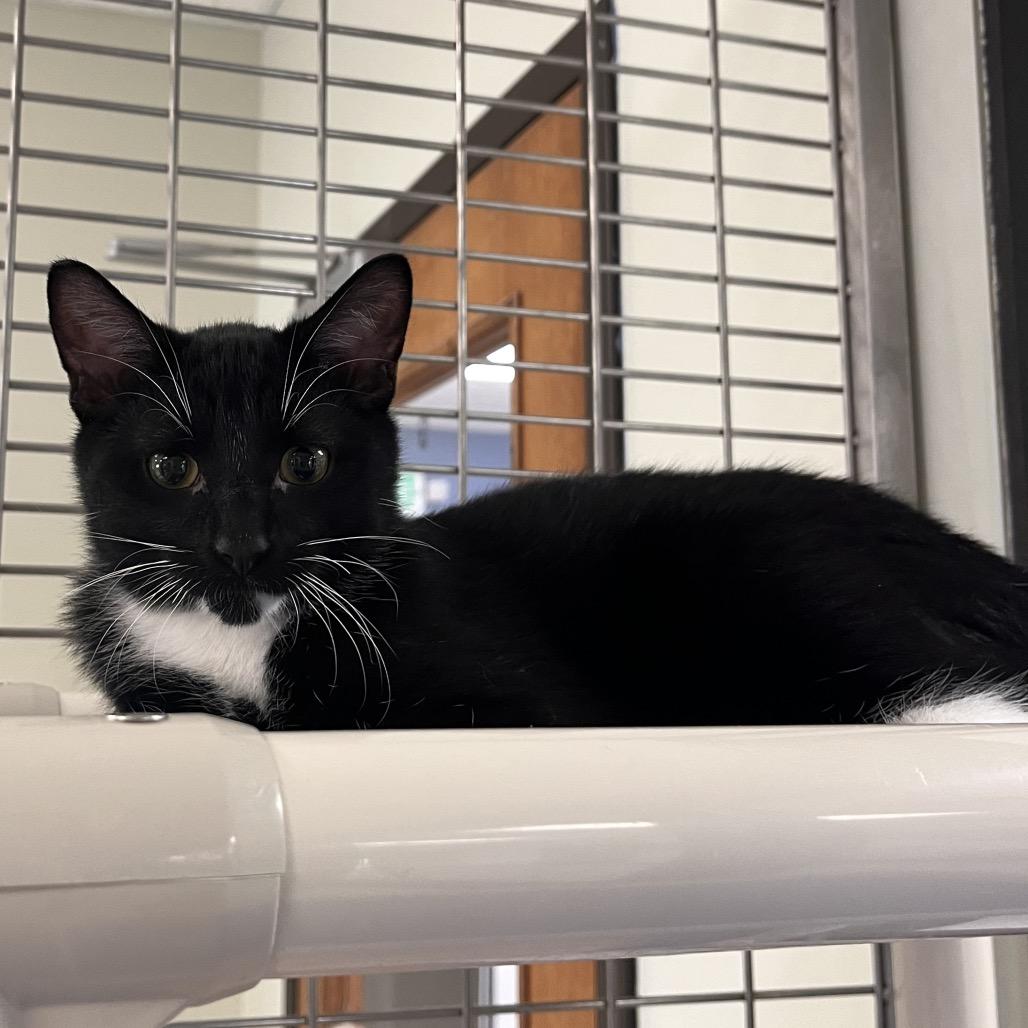 Enlarge That, a ADOPTABLE Domestic Short Hair in Kansas City, KS image 3/5