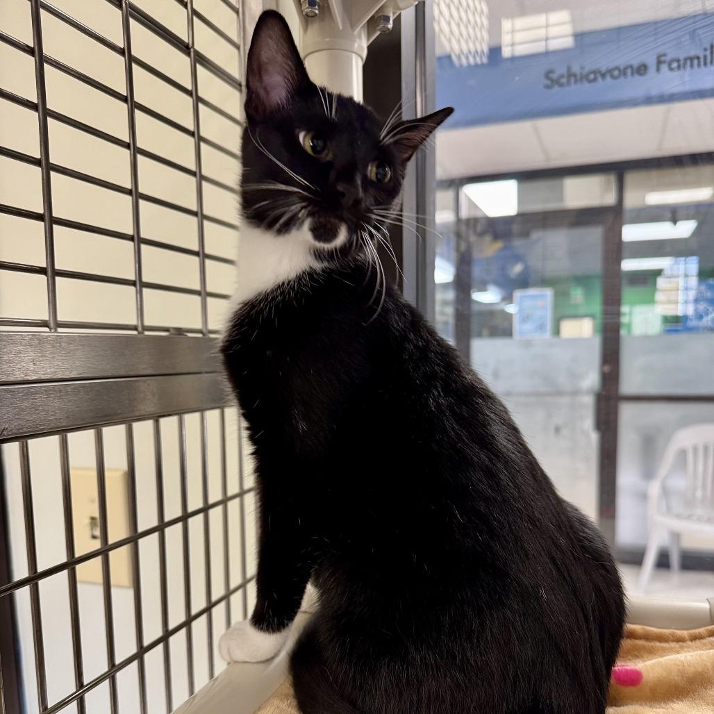 Enlarge That, a ADOPTABLE Domestic Short Hair in Kansas City, KS image 5/5