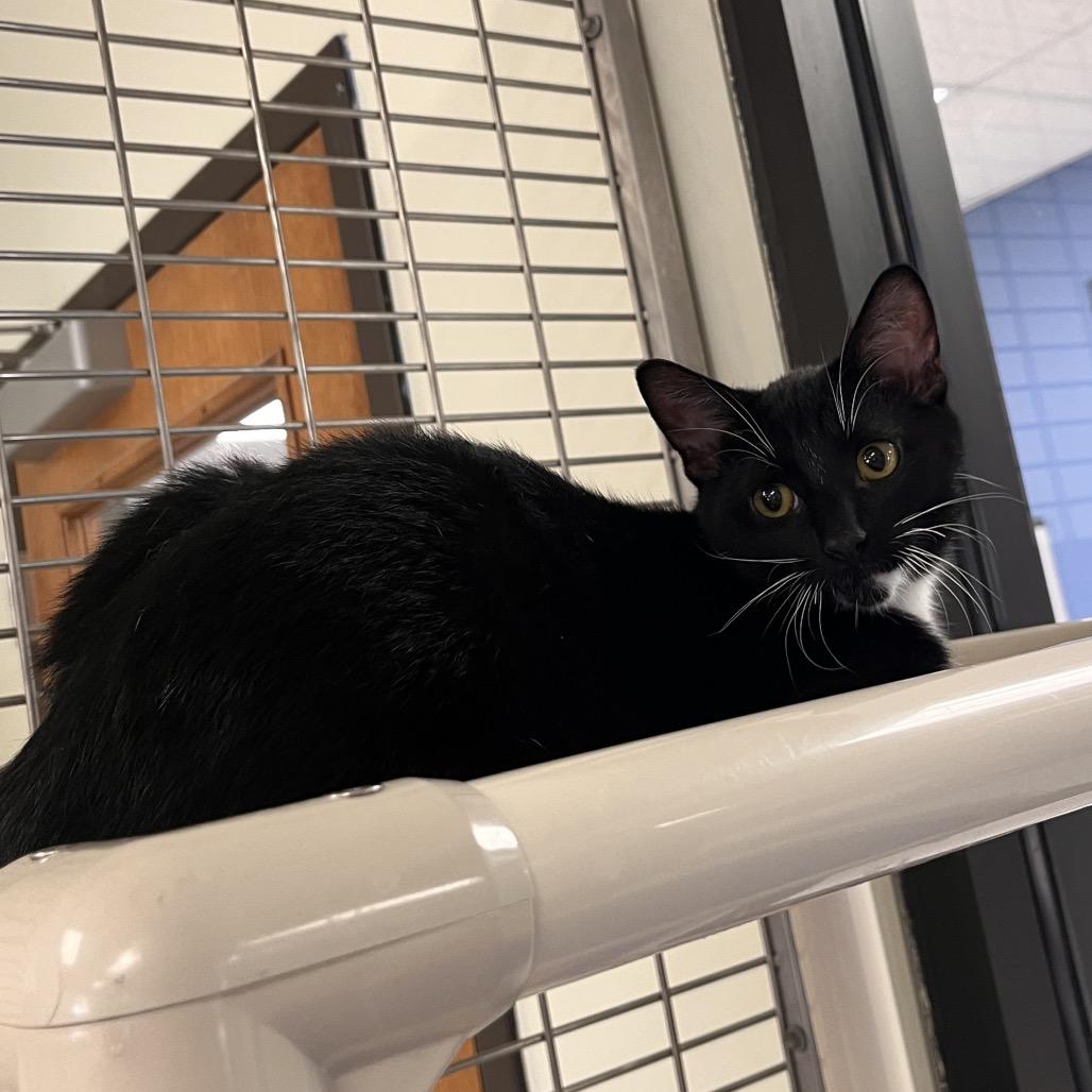 Enlarge That, a ADOPTABLE Domestic Short Hair in Kansas City, KS image 4/5