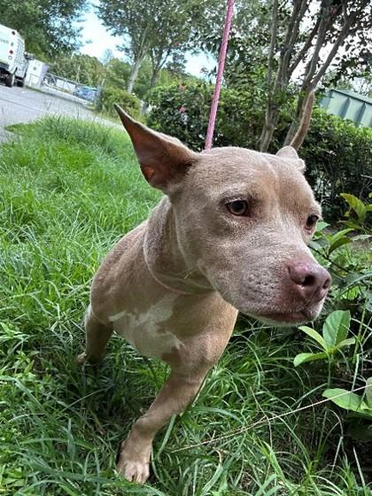 Val, Adoptable, Adult Male Mixed Breed & Mixed Breed.
