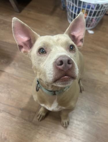 Enlarge Val, a Adoptable mixed breed in Savannah, GA image 2/2