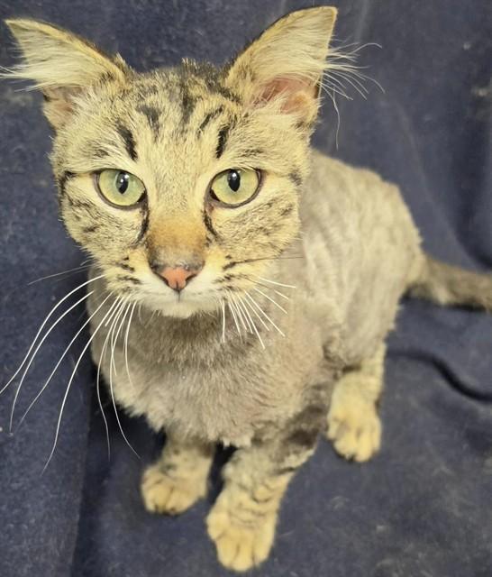 VALDEZ, Adoptable, Adult Male Domestic Medium Hair & Domestic Short Hair.