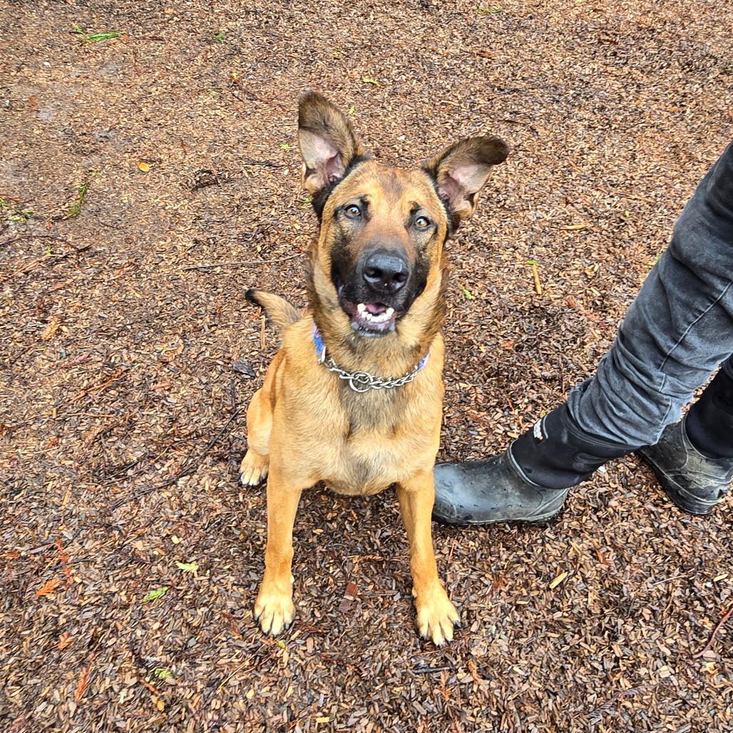 Auto, Adoptable, Adult Male German Shepherd Dog & Mixed Breed.