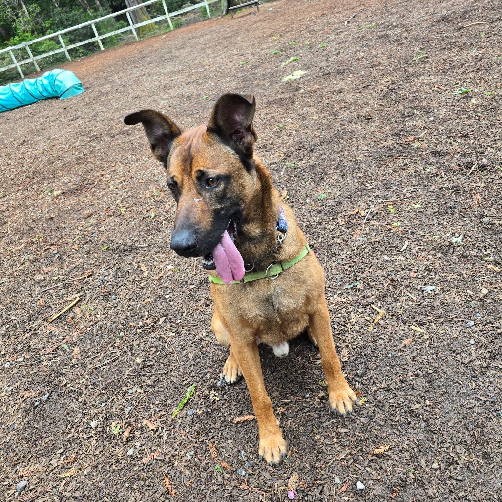 Auto, a Adoptable mixed breed in Fort Bragg, CA image 2/6