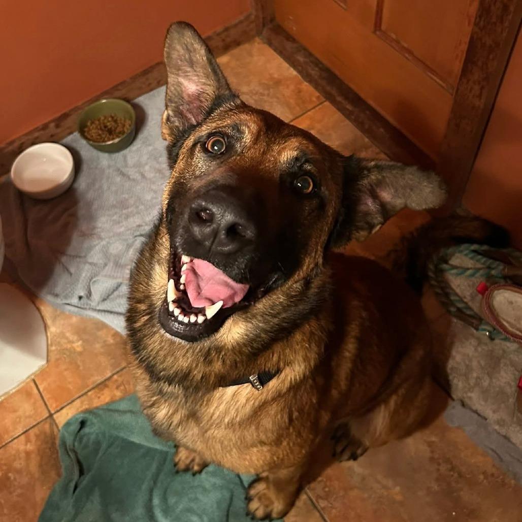 Auto, a Adoptable mixed breed in Fort Bragg, CA image 2/5