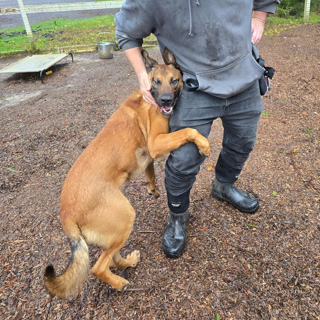 Auto, a Adoptable mixed breed in Fort Bragg, CA image 5/5