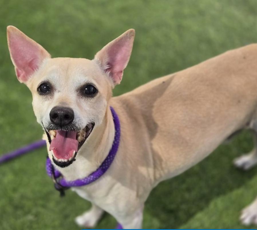 Enlarge Dudley, a ADOPTABLE mixed breed in Phoenix, AZ image 2/5