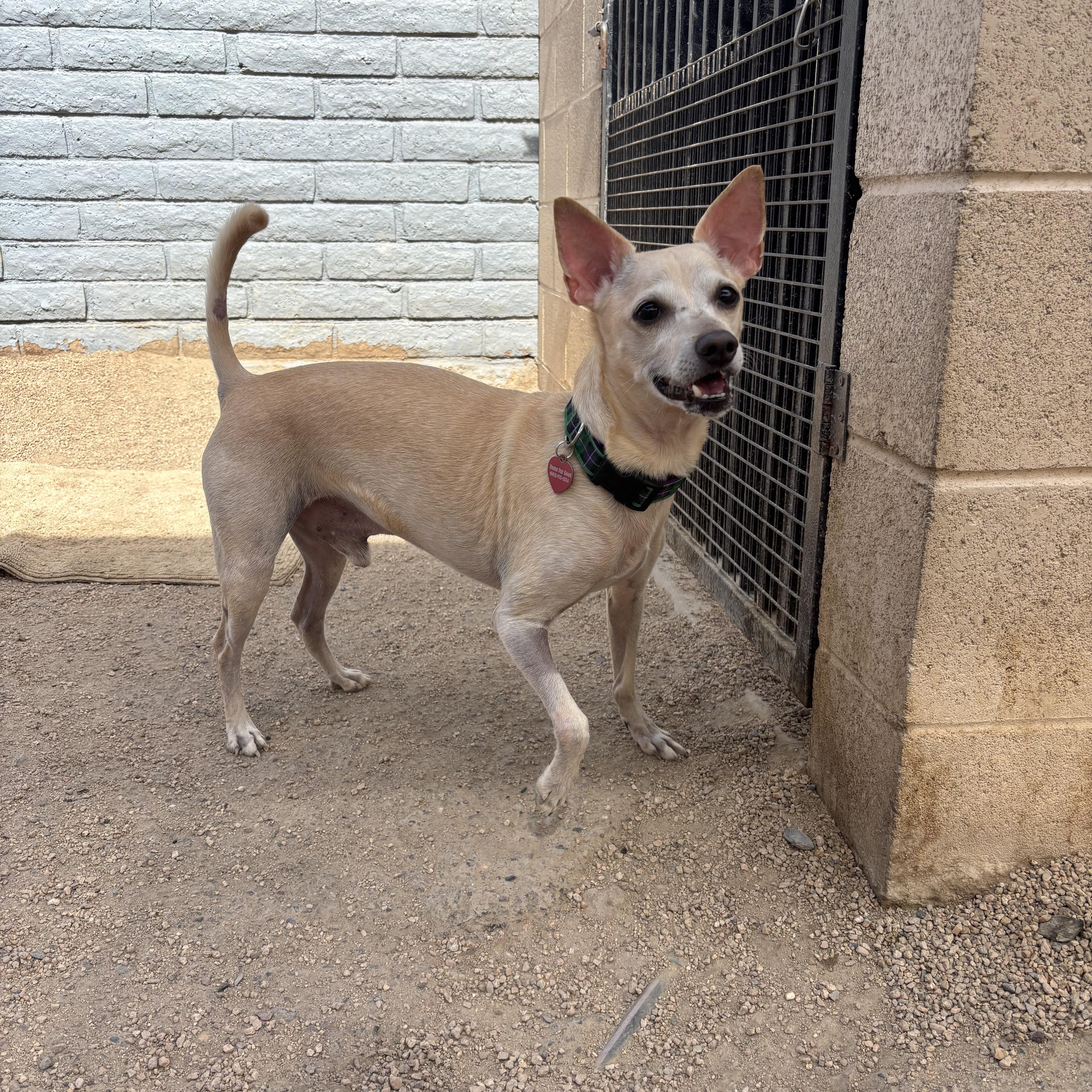 Dudley, ADOPTABLE, Adult Male Chihuahua.