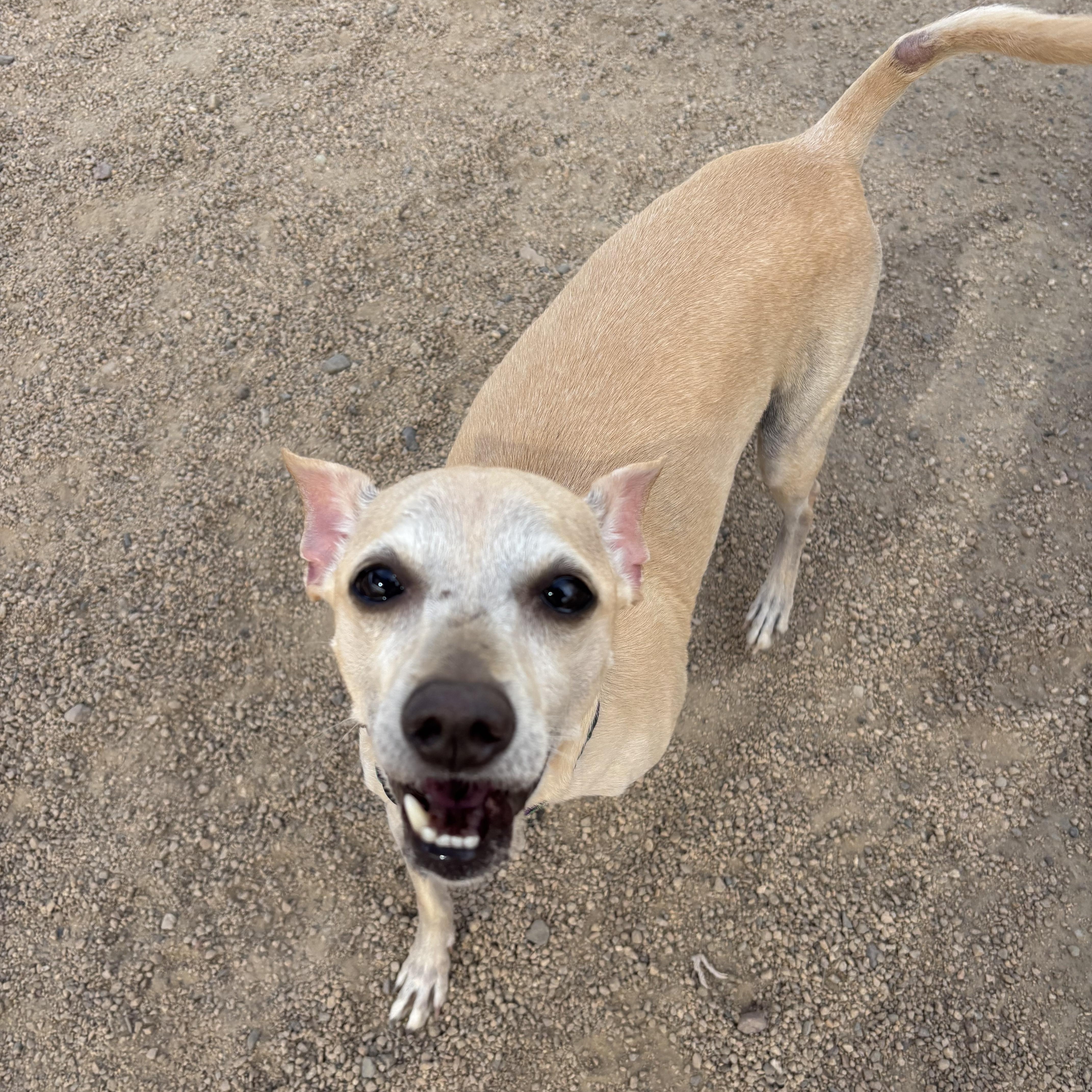 Enlarge Dudley, a ADOPTABLE mixed breed in Phoenix, AZ image 5/5