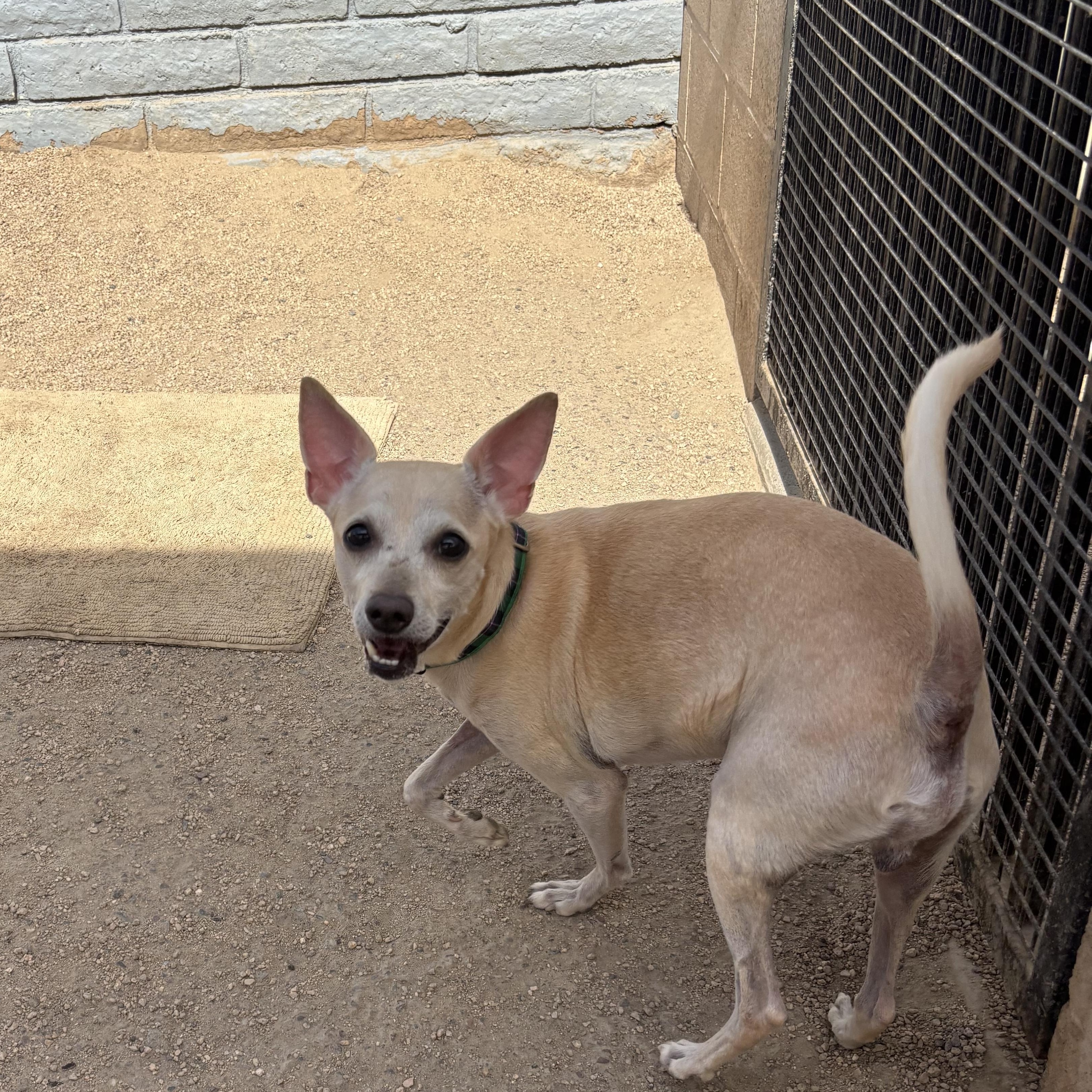Enlarge Dudley, a ADOPTABLE mixed breed in Phoenix, AZ image 4/5
