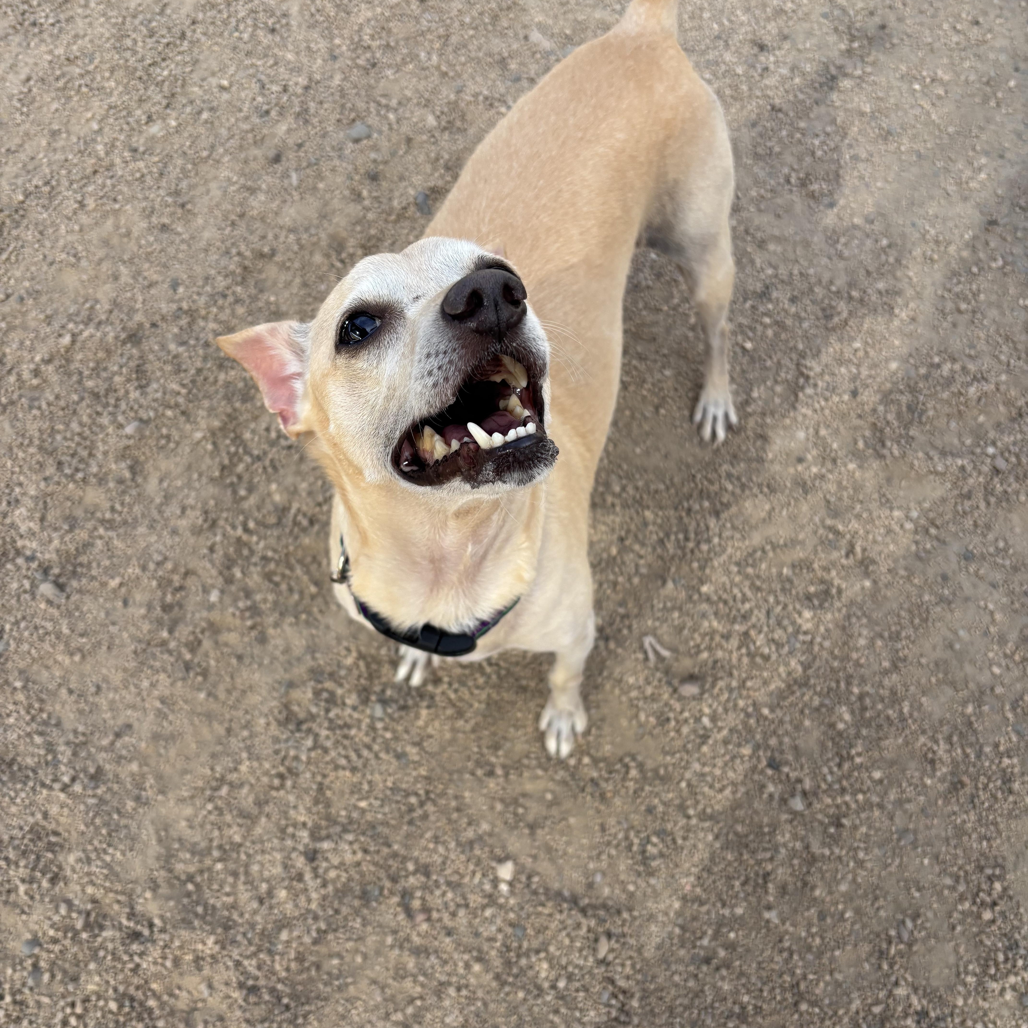 Enlarge Dudley, a ADOPTABLE mixed breed in Phoenix, AZ image 3/5