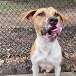 Enlarge Penguin, a Adoptable mixed breed in Beaumont, TX image 1/4