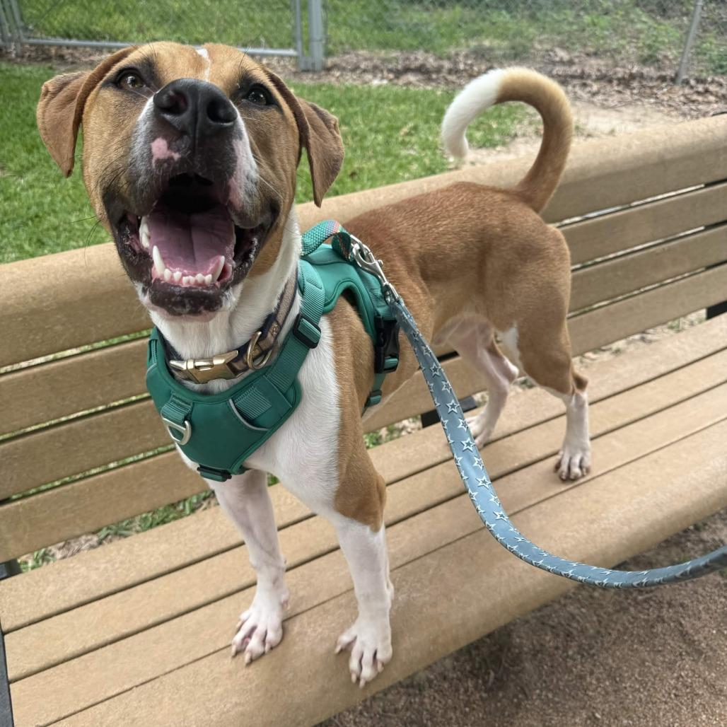 Penguin, a Adoptable mixed breed in Beaumont, TX image 3/6
