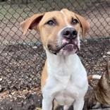Enlarge Penguin, a Adoptable mixed breed in Beaumont, TX image 3/4