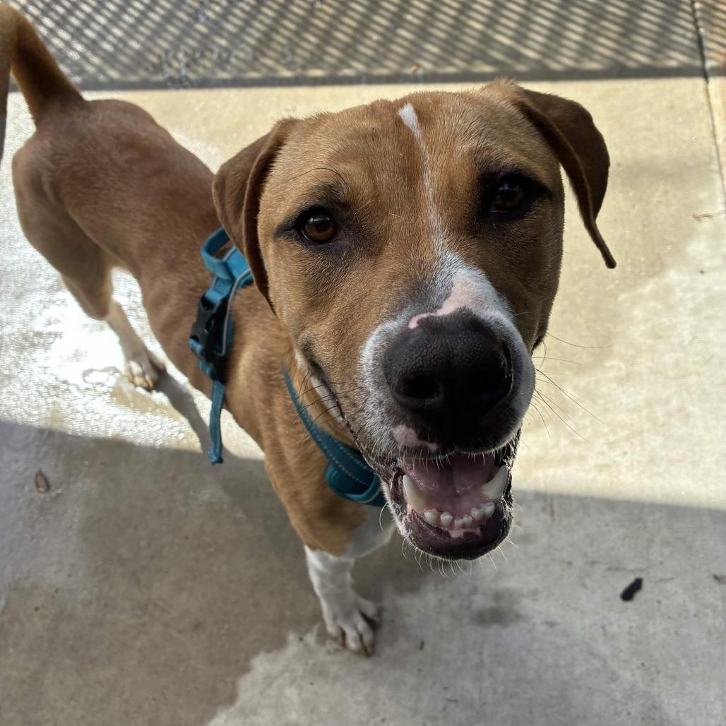 Enlarge Penguin, a Adoptable mixed breed in Beaumont, TX image 4/6