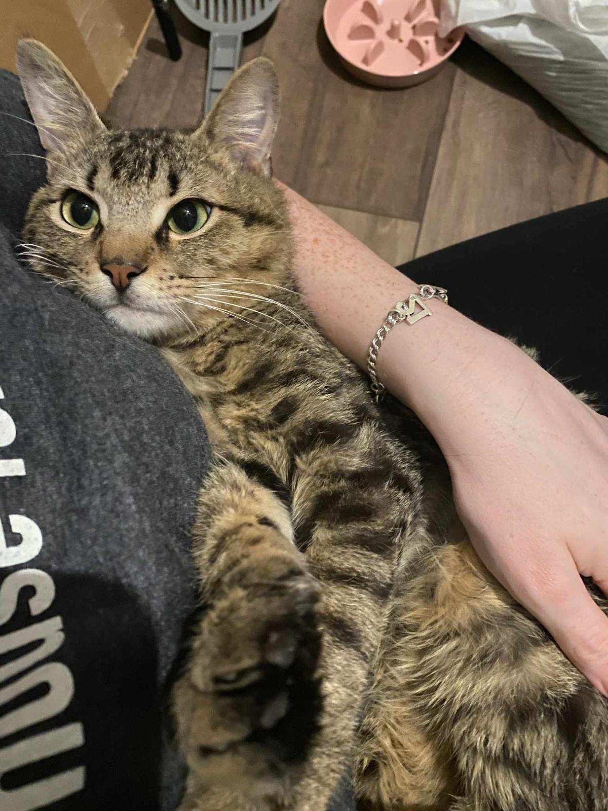 Ayondu - Kuykendahl Petsmart