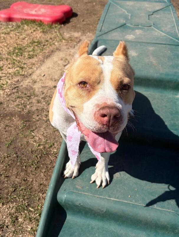 Lovely London Queen of Naps and Belly-Rubs — thumbnail 4