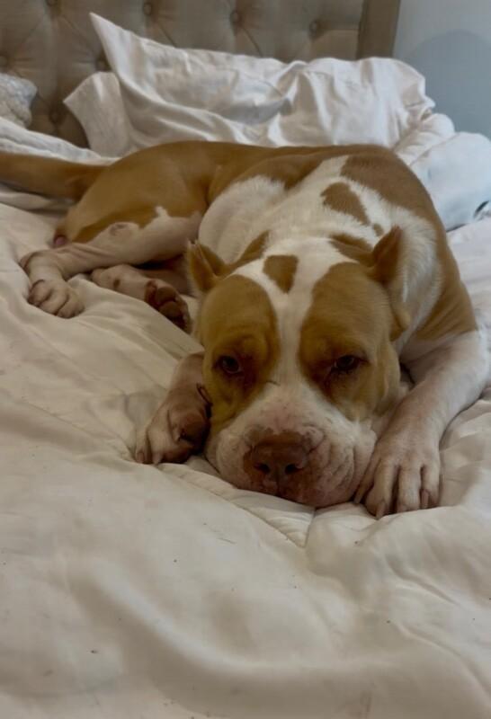 Lovely London Queen of Naps and Belly-Rubs — thumbnail 5