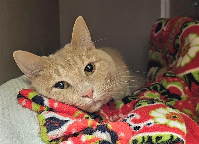 LUCKIE, Adoptable, Adult Male Domestic Short Hair.